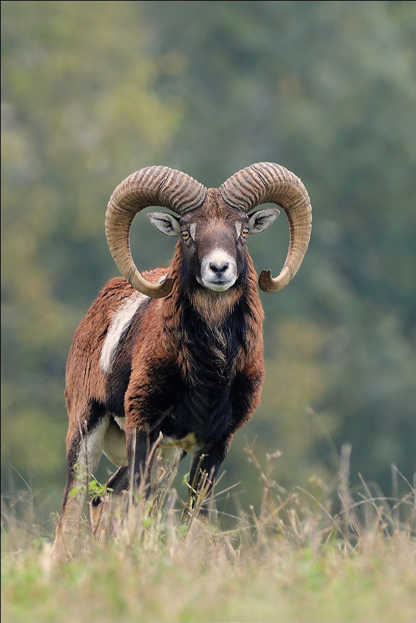 Mouflon