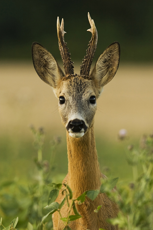Roe Deer,Capreolus capreolus