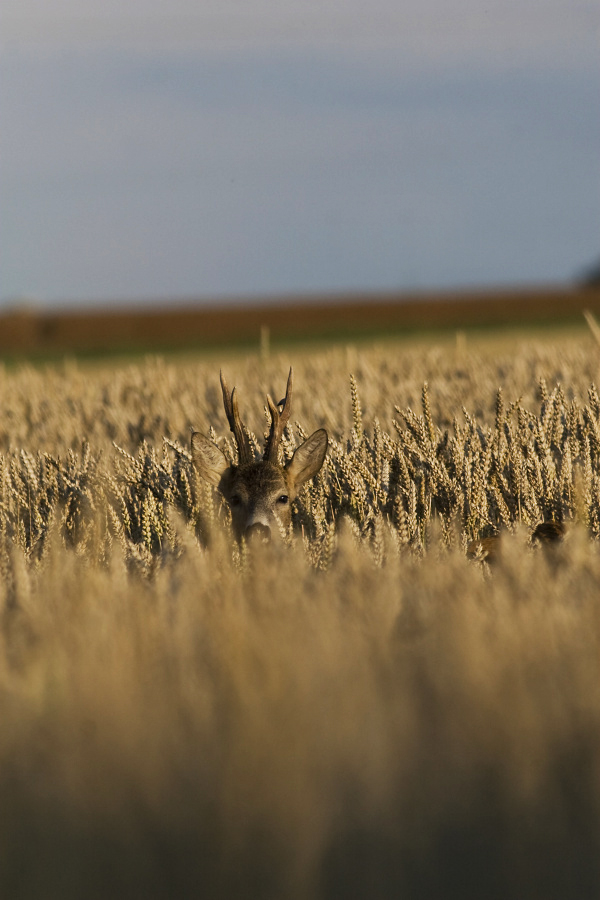 Roe Deer, Capreolus capreolus