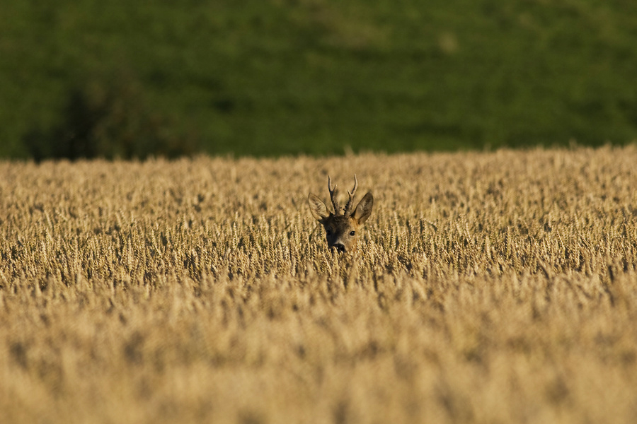 Roe Deer,Capreolus capreolus