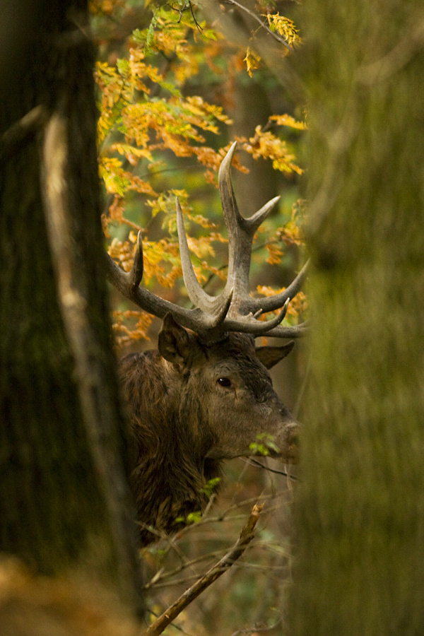 Red Deer