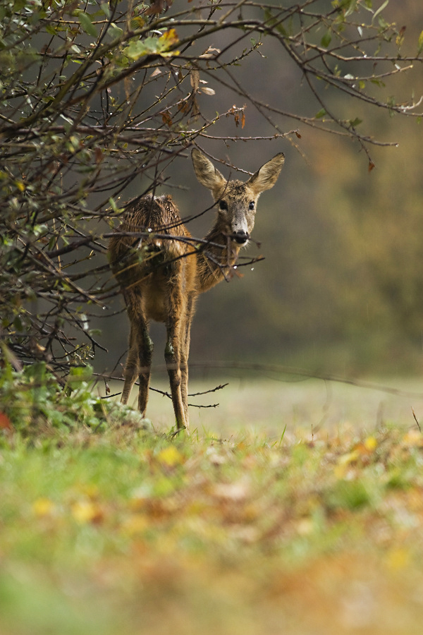 Roe Deer,Capreolus capreolus