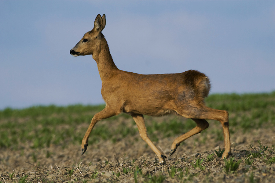 Roe Deer,Capreolus capreolus