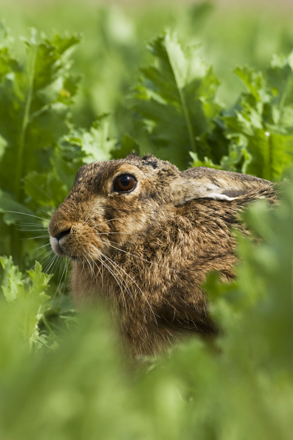 Brown hare