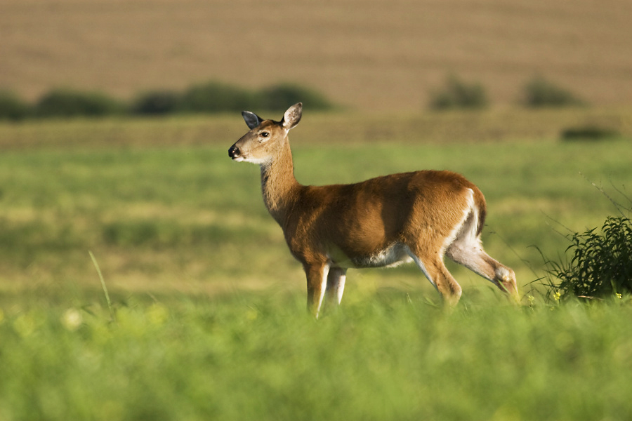 White-tailed Deer,Odocoileus virginianus