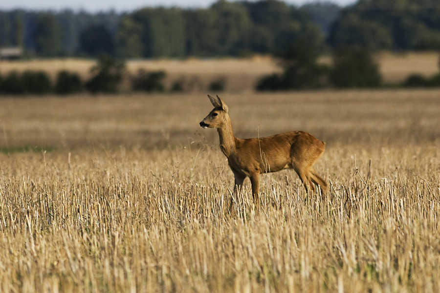 Roe Deer,Capreolus capreolus