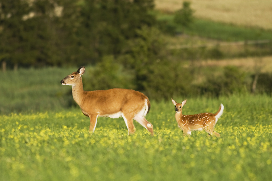 White-tailed Deer,Odocoileus virginianus