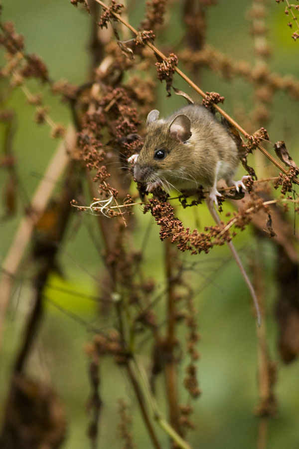 Yellow-necked Field Mouse