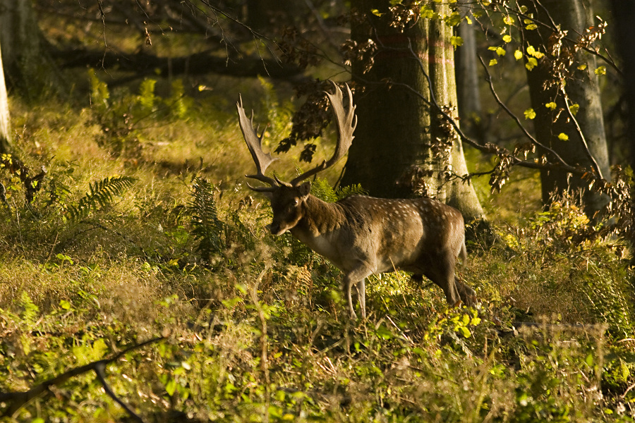 Fallow Deer,Dama dama