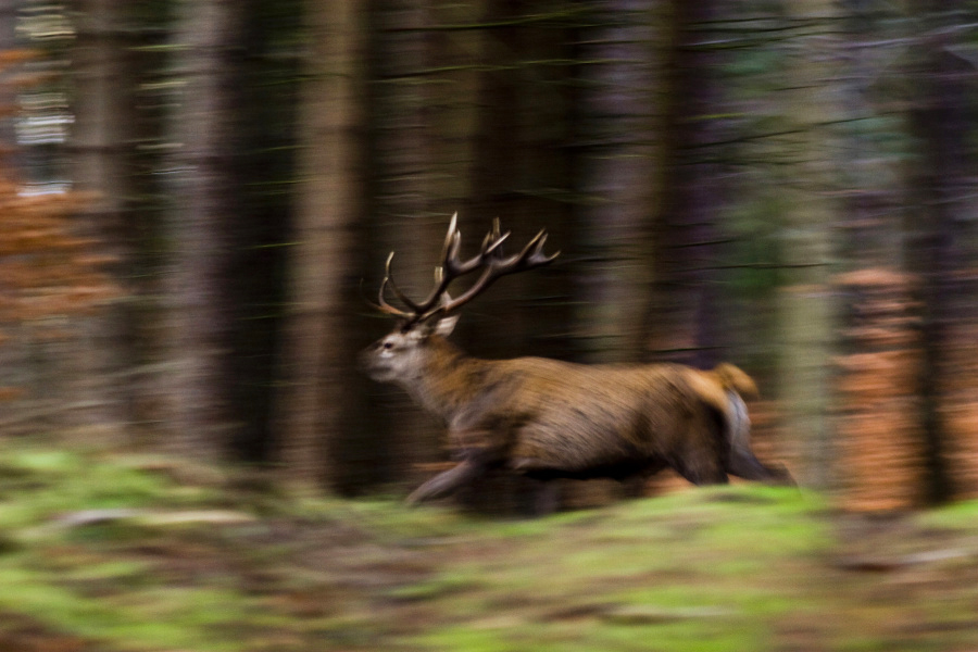 Red Deer, Cervus elaphus