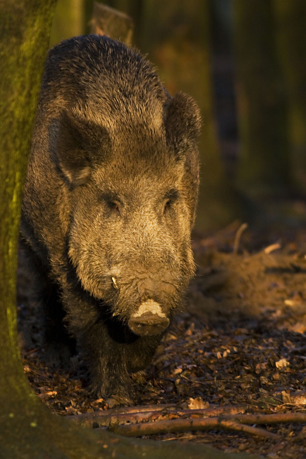Wild boar