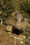 Prase divoké/Sus scrofa/