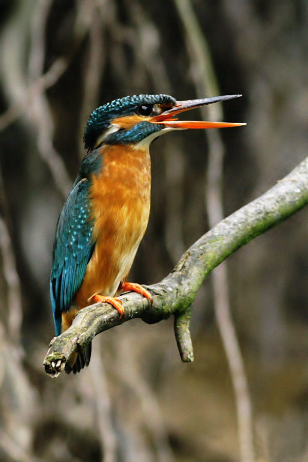 Common Kingfisher,Alcedo atthis
