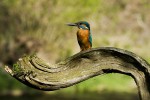 Ledňáček říční /Alcedo atthis/