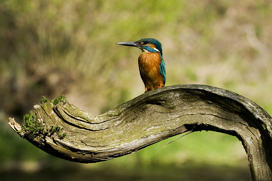 Common Kingfisher,Alcedo atthis