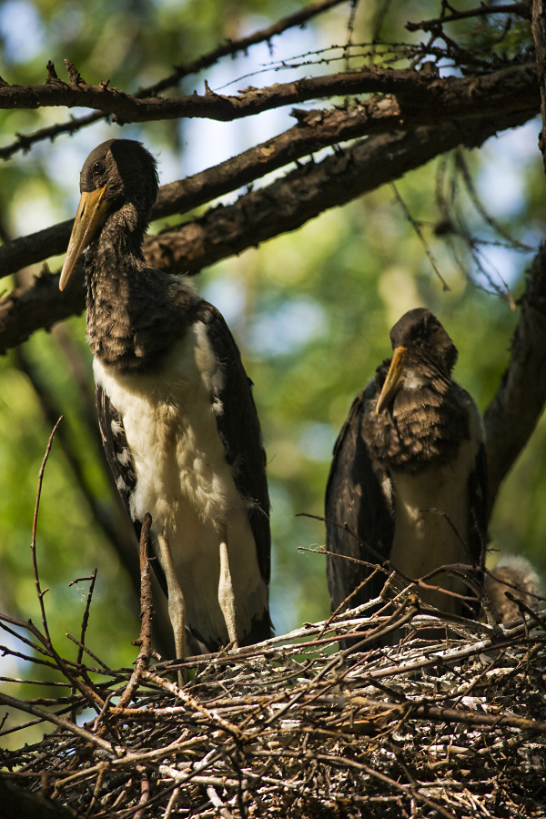 Black Stork