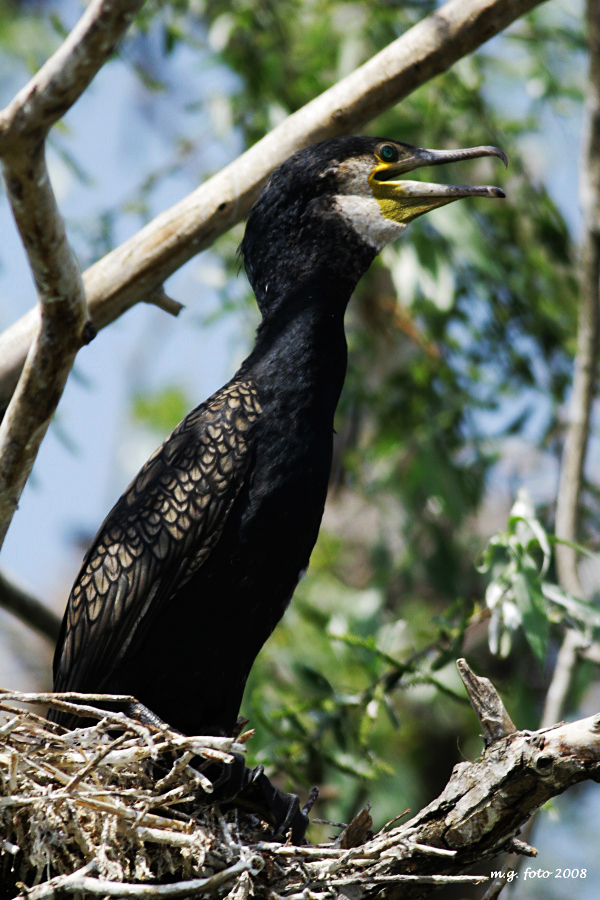 Cormorant