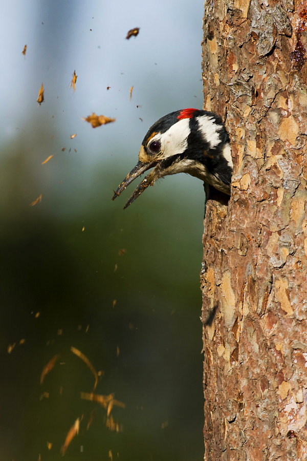 Great spotted woodpecker,Dendrocopos major