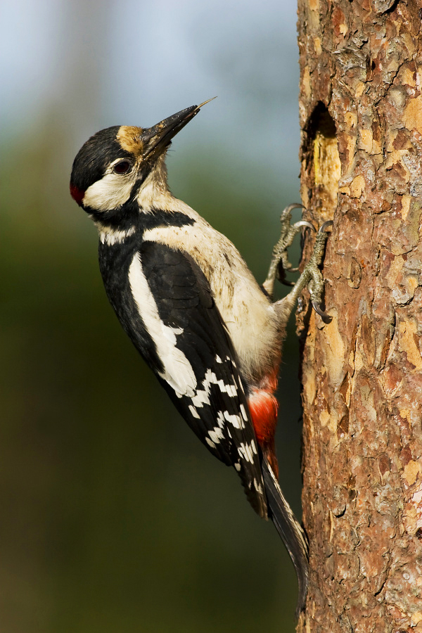 Great spotted woodpecker
