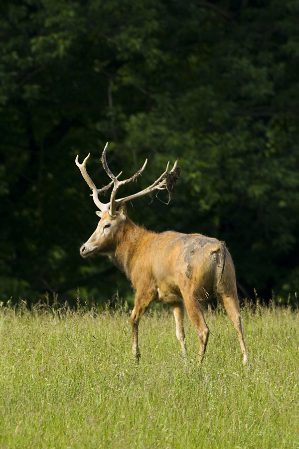  Deer,Elaphurus davidianus