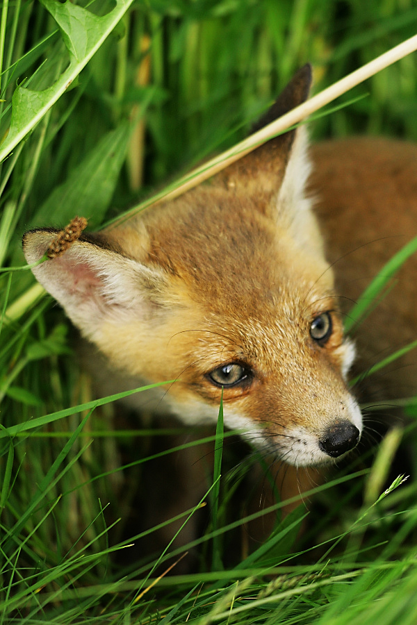 Red Fox