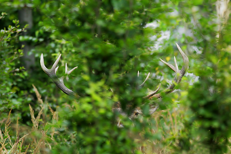 Red Deer/Cervus elaphus/