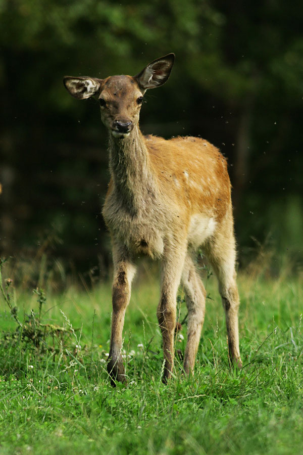 Red Deer,Cervus elaphus