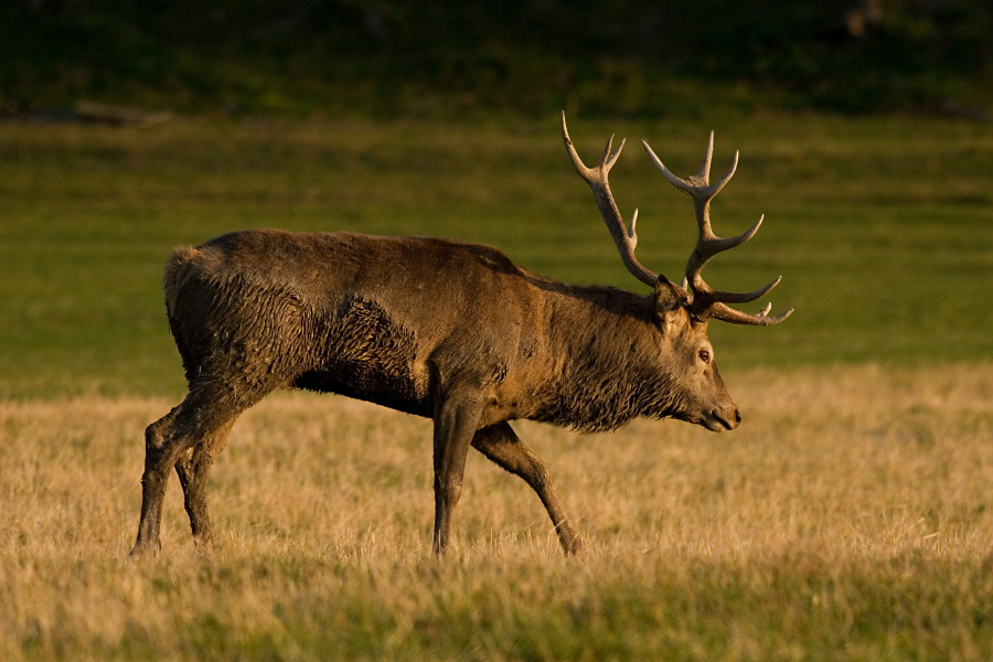 Red Deer,Cervus elaphus