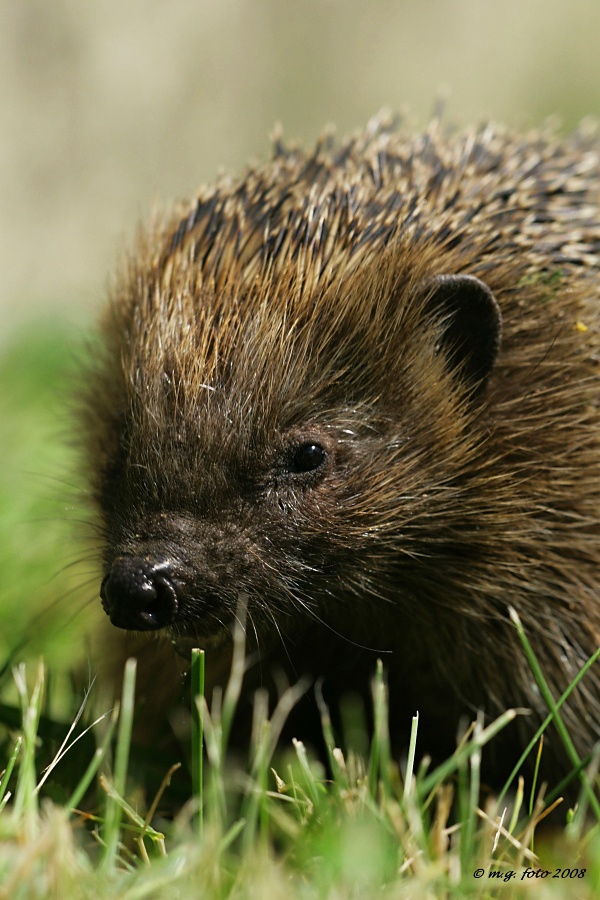Western Hedgehog, Erinaceus europaeus