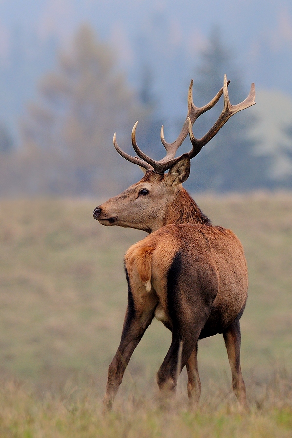 Red deer