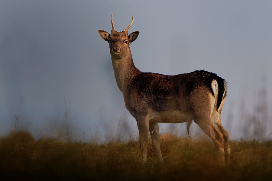 Fallow Deer 