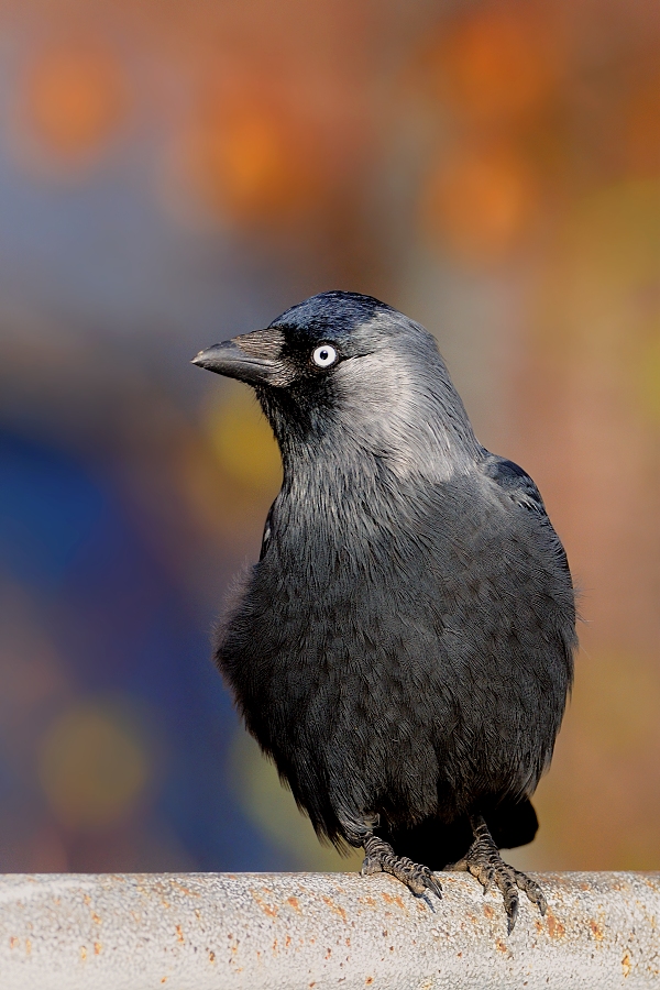 Jackdaw