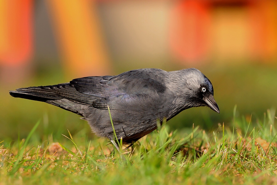 Jackdaw