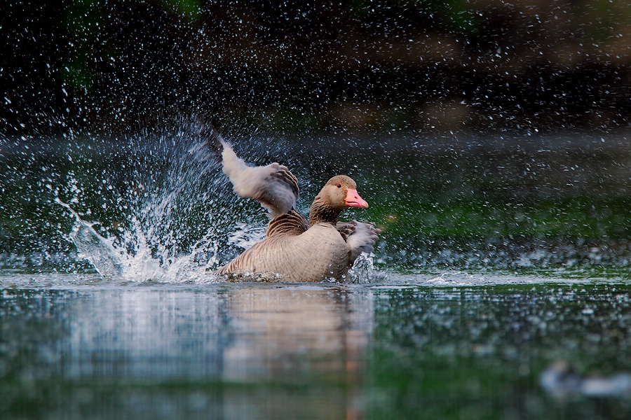 Goose