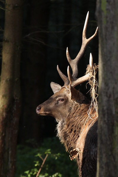 Dybowski's deer