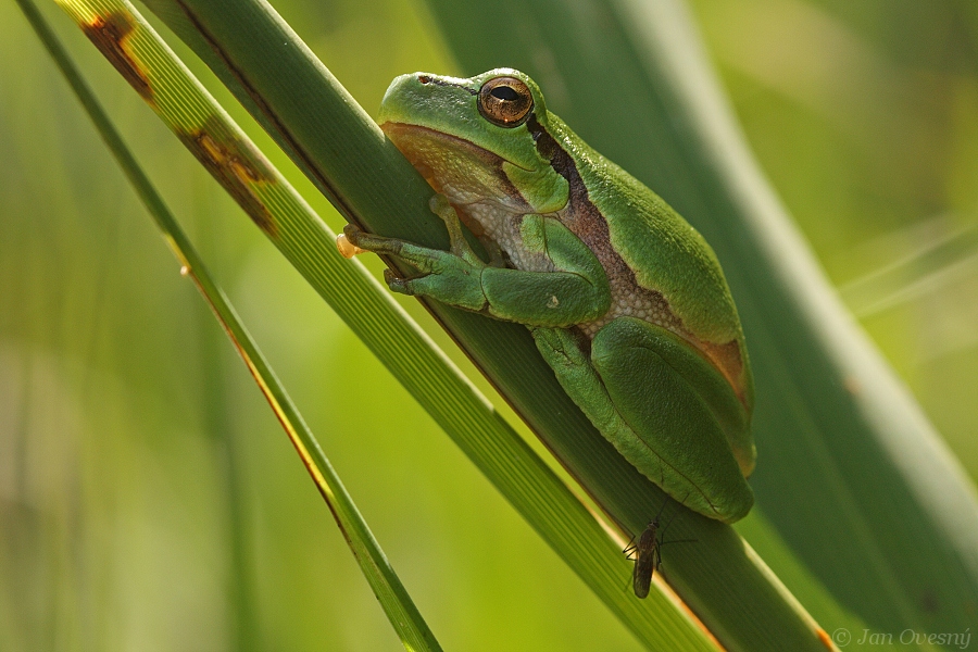 European Treefrog