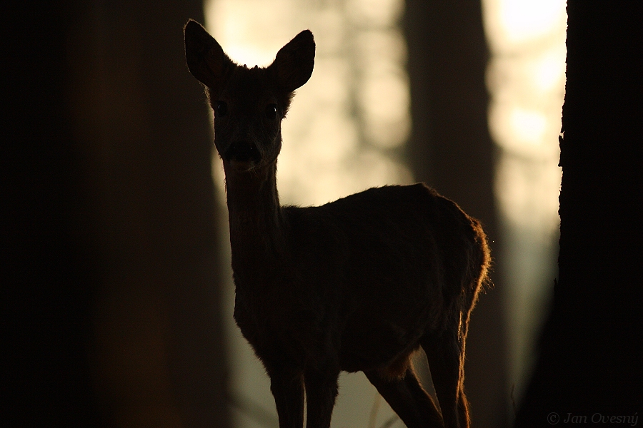 European Roe Deer