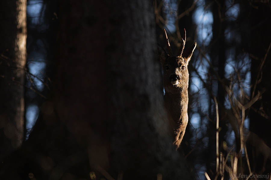 European Roe Deer