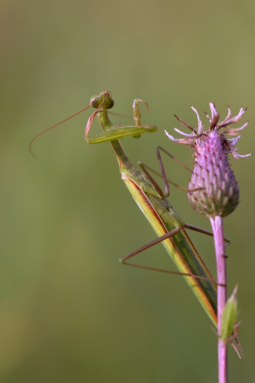 Praying Mantis