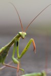 Kudlanka nábožná (Mantis religiosa)