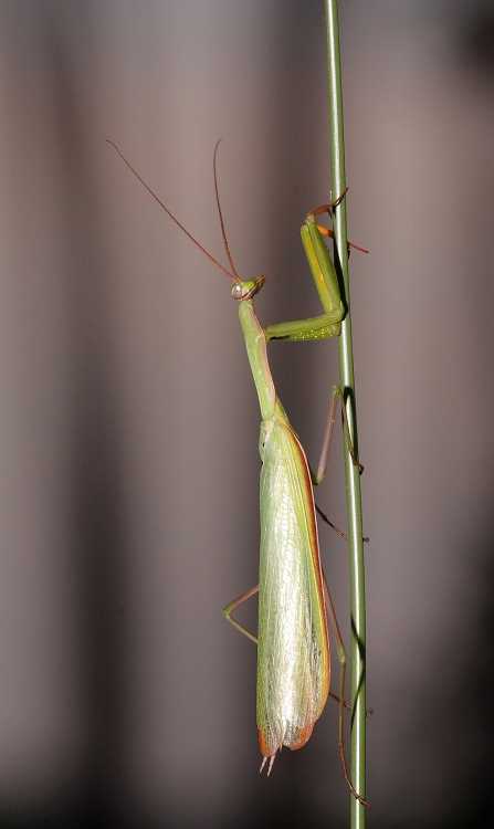 Praying Mantis