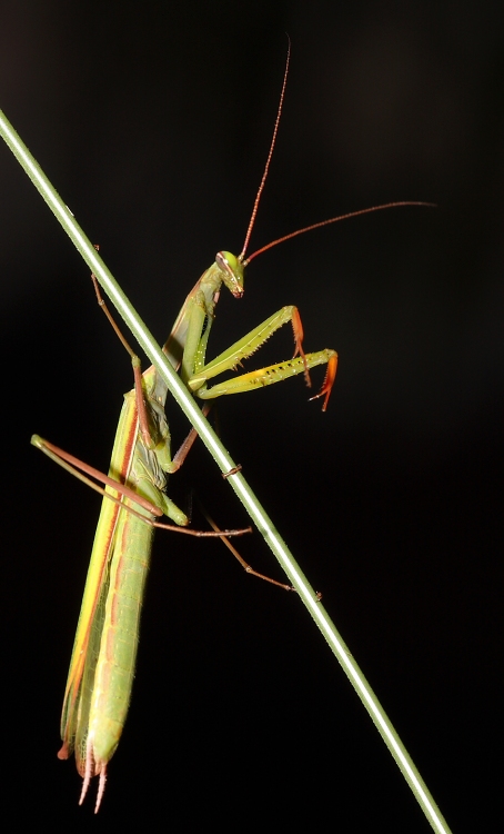 Praying Mantis