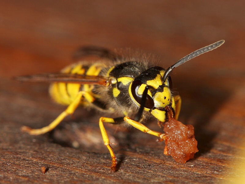 Common Wasp
