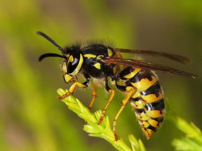 Common wasp