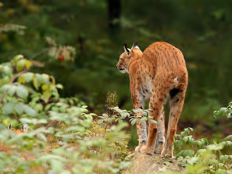 Lynx