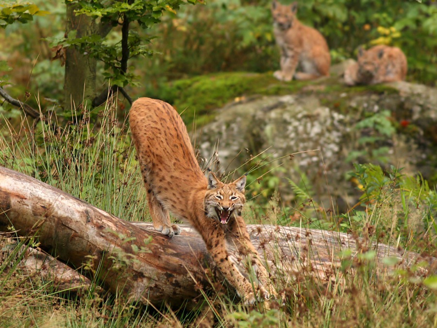 Lynx