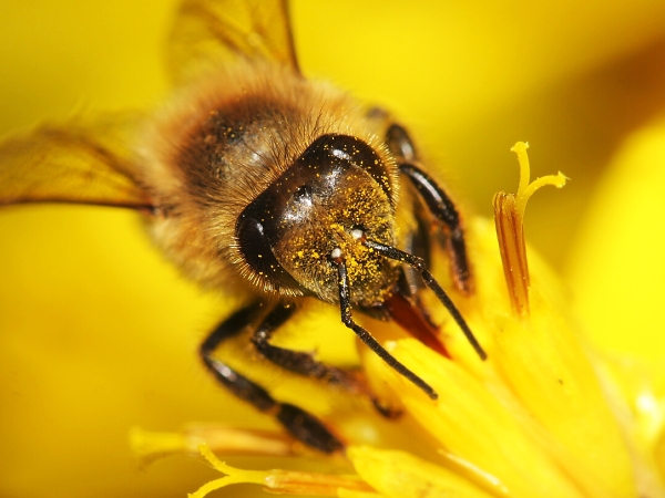 Honey Bee