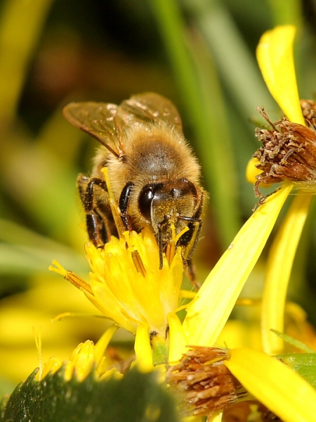 Honey Bee