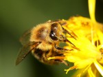 Včela medonosná 