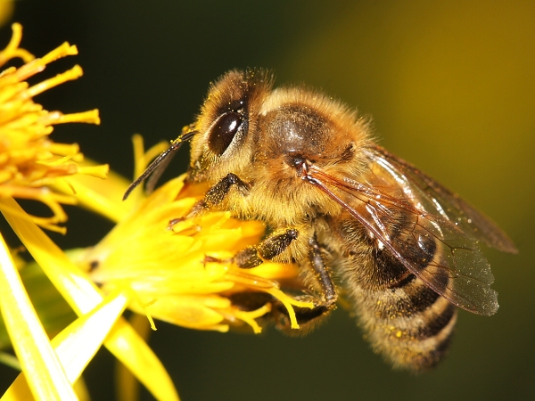 Honey Bee